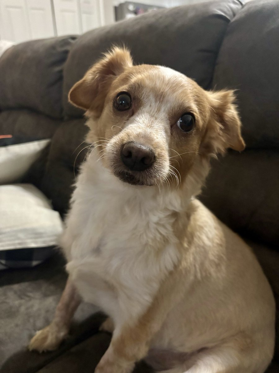 Yoda wants you to acknowledge that of all the things you could’ve been called to do in this life, you were called to be a writer, and he thinks that’s pretty pawesome. 💚