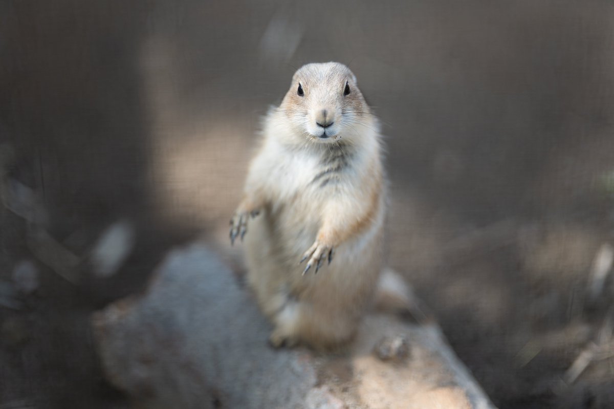 sa_n_sa's tweet image. immovable ～ 不動

2025.10.12 ＠ #到津の森公園 ／ #プレーリードッグ #PrairieDog