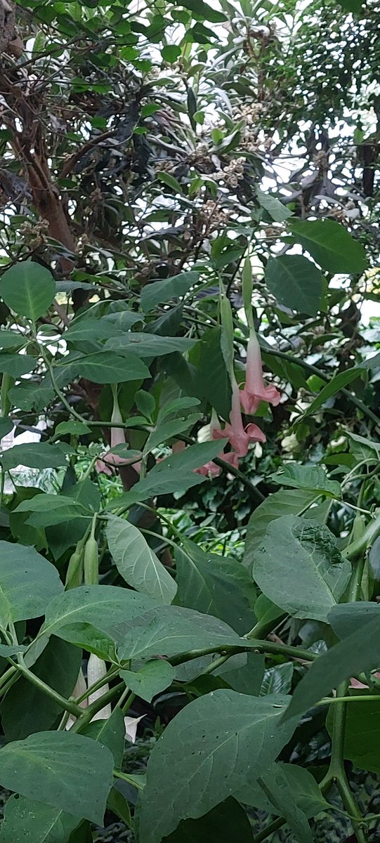 Celandine tweet media