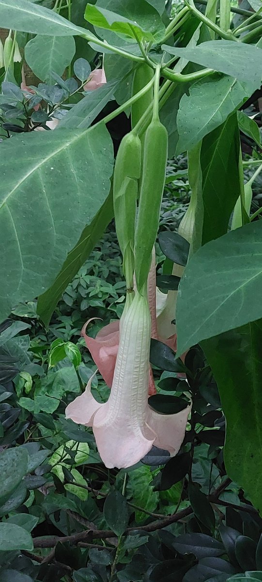 Celandine tweet media