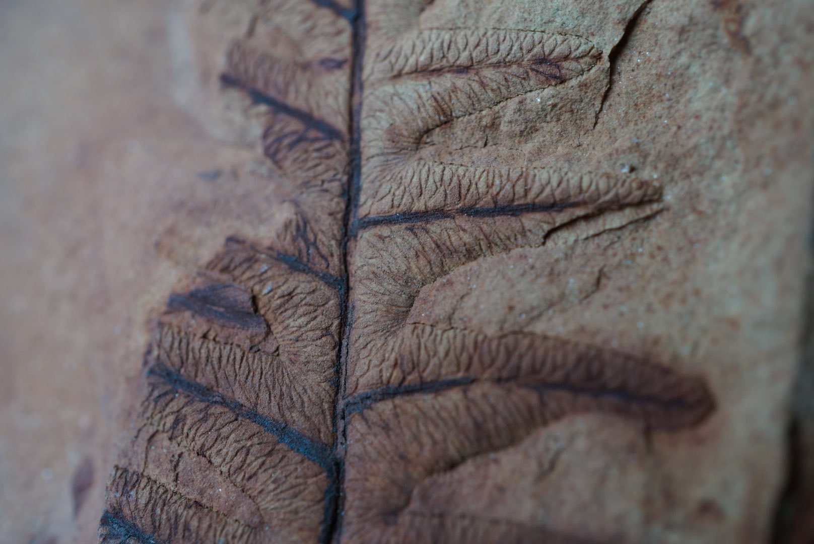 国産化石　植物 ２５０４１５－４ 国産化石植物 250415－4