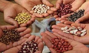 राष्ट्रीय अन्न सुरक्षा व पोषण अभियानांतर्गत प्रमाणित बियाणे वितरणाबाबत आवाहन
 राष्ट्रीय अन्न सुरक्षा आणि पोषण अभियान तृणधान्य सन 2025-26 अंतर्गत रब्बी हंगामात हरभरा व ज्वारी पिकांचे प्रमाणित बियाणे वितरण उपक्रम राबविण्यात येणार आहे.
 सविस्तर-facebook.com/permalink.php?…