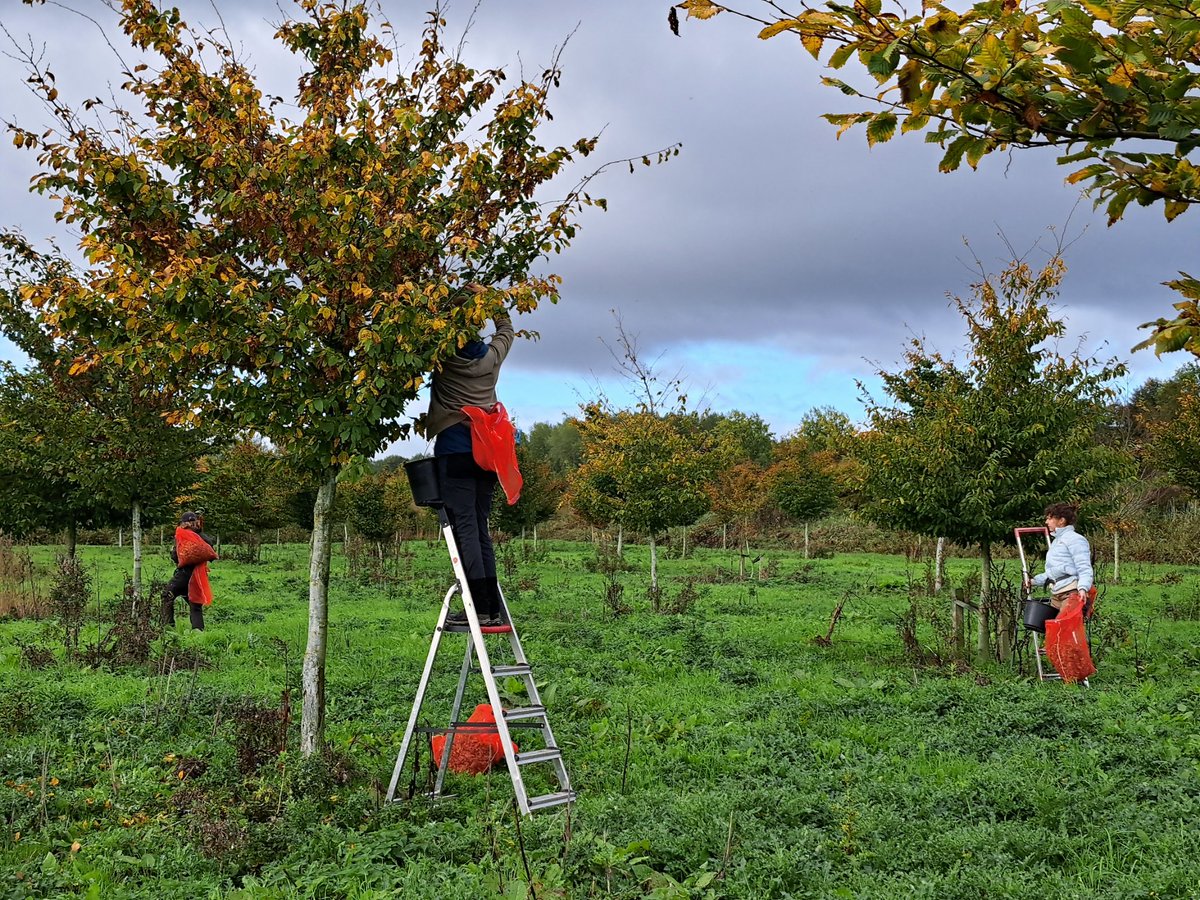 Oogst zaden van die prachtige inheemse Haagbeuk (Carpinus betulus)

Met een klein zonnetje erbij 🙂

Ter behoud en vermeerdering.

Levende #genenbank <a href="/staatsbosbeheer/">Staatsbosbeheer</a> 

👨‍🌾🌱🌱🌱🌿🌳🌳🌳🌳🌤