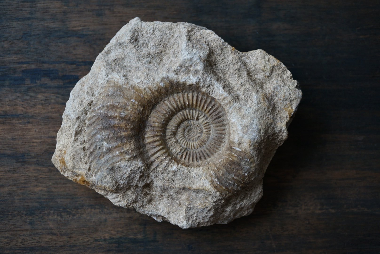 アンモナイト　化石写真集 叙景 jokei 鉱物 / 風景石 / 化石 /水石 on X: 