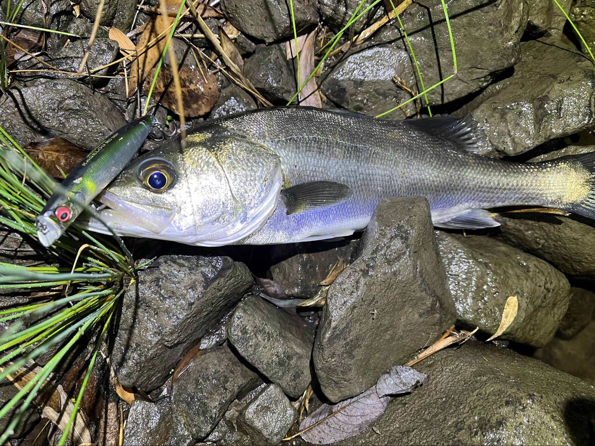 釣りハカ 那珂川河口にてランカーシーバス、91cmを釣った時のタックルと