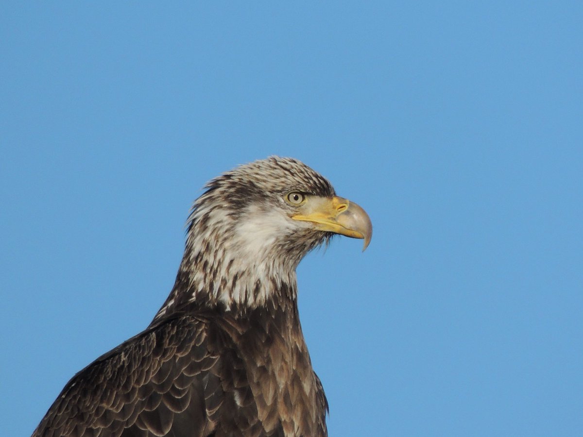 stan_sdcollins's tweet photo. An immature eagle. They do not get their full bald eagle colours until they are around five years old. https://t.co/waQ88S2MgS