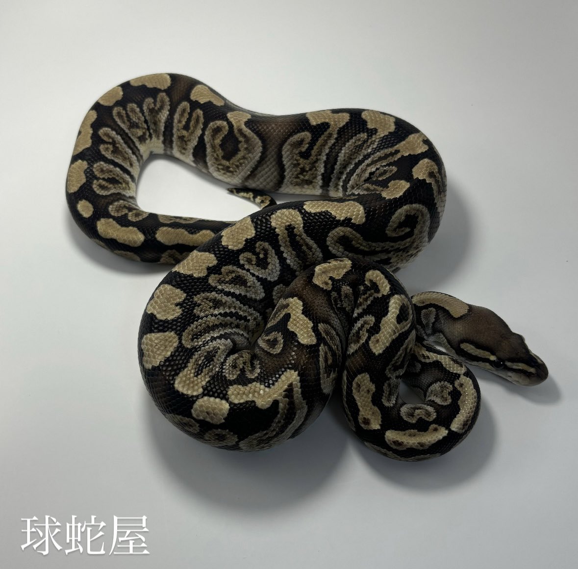 tamahebi_bp's tweet image. ã販売åäœã
GHI het Clown â
2023CB
Â¥48,000
æãããã现ããå
¥ã£ãŠãŸãïŒ
clownåããã¡ããæ¥œãã¿ã§ããããã®ä»ã³ã³ãã§ã倧掻èºããŠãããããªåã§ã
ã ãã¶è²ã£ãåãªã®ã§ãåããŠã®æ¹ãç¹æ®ãèããªæ¹ã«ãªã¹ã¹ã¡ã§ãïŒ
#ããŒã«ãã€ãœã³
#ballpython
#ç¬è«é¡
#çèå±