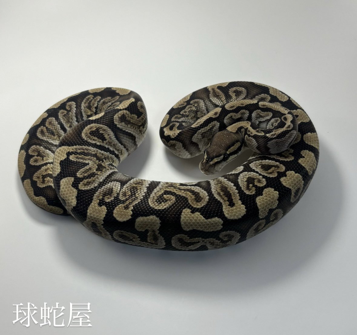 tamahebi_bp's tweet image. ã販売åäœã
GHI het Clown â
2023CB
Â¥48,000
æãããã现ããå
¥ã£ãŠãŸãïŒ
clownåããã¡ããæ¥œãã¿ã§ããããã®ä»ã³ã³ãã§ã倧掻èºããŠãããããªåã§ã
ã ãã¶è²ã£ãåãªã®ã§ãåããŠã®æ¹ãç¹æ®ãèããªæ¹ã«ãªã¹ã¹ã¡ã§ãïŒ
#ããŒã«ãã€ãœã³
#ballpython
#ç¬è«é¡
#çèå±