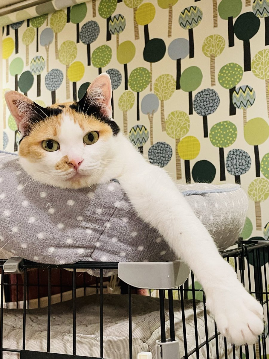 ネコとネコとネコ＋α (@neko_neko0222) / Posts / X