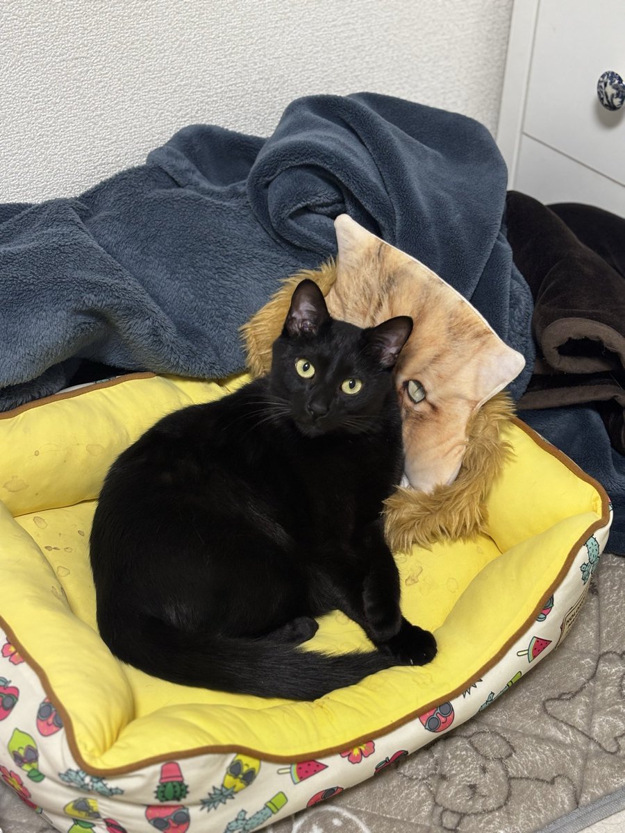 ふーちゃんティッシュボックスを枕にする猫たち。