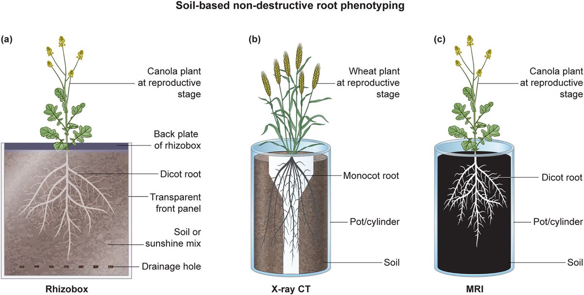 AbioticStress's tweet image. Review by Rahul Chandnani & Raju Soolanayakanahally @AAFC_Canada @PPLplantarum
The Invisible Frontline: High-Tech #Root #Imaging for Crop #Stress #Adaptation
onlinelibrary.wiley.com/doi/10.1111/pp…
@sci_plant @Hassaan_Shehu @RootandShootRCN @wileyplantsci @pbr_wur @Crop4Clima @best_crop