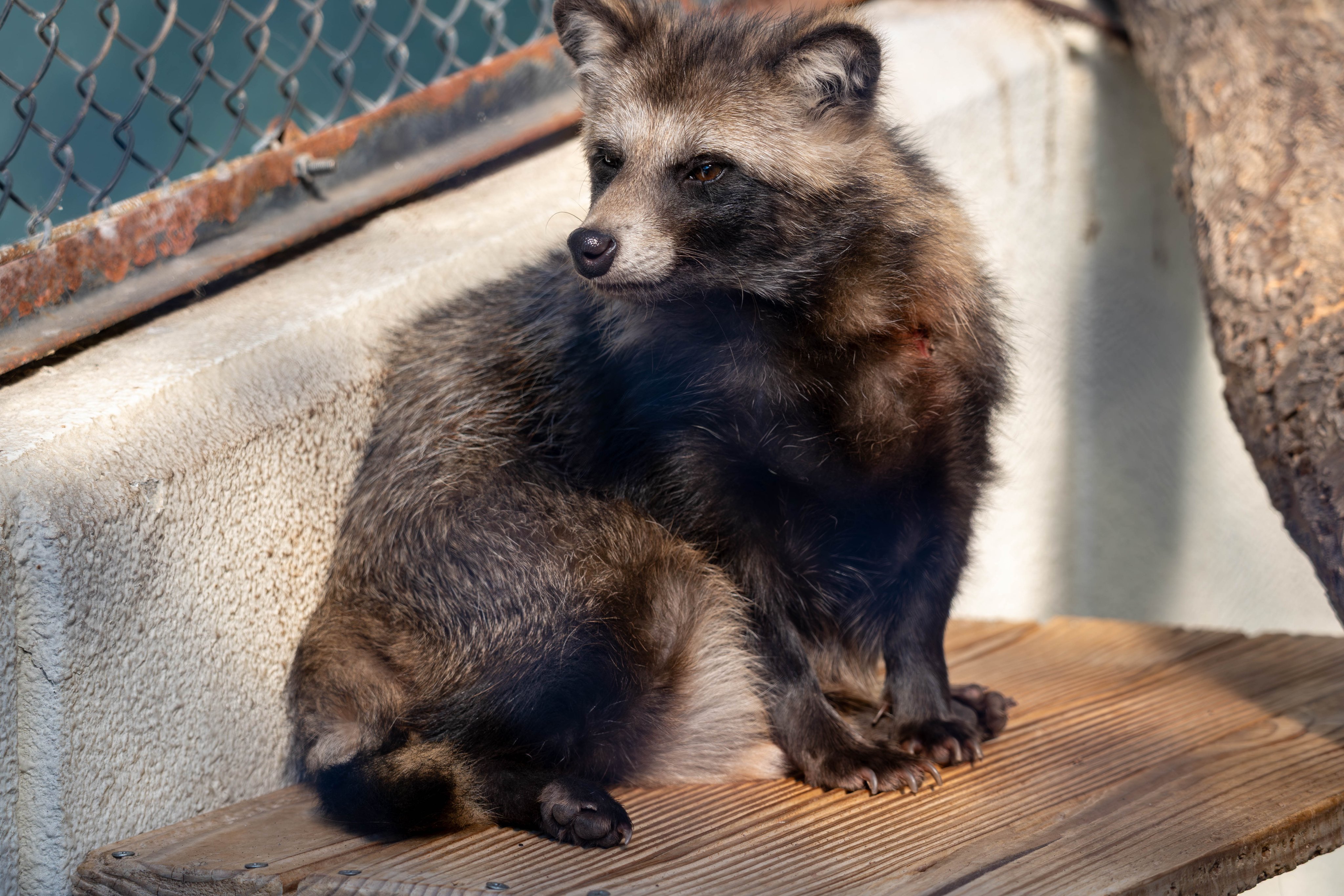 たぬき SCIENCE FACTORY ltd. on X: 