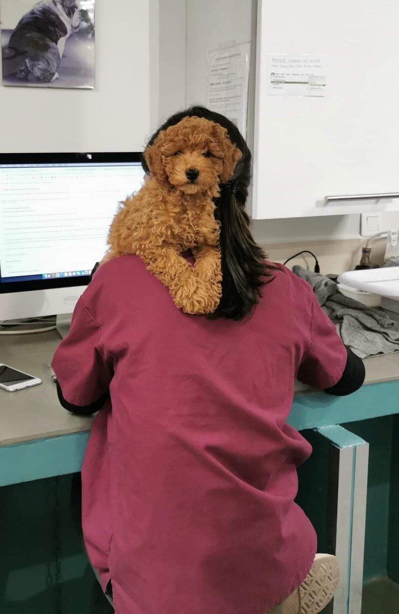 remibazy's tweet photo. “Cancellations are killing our schedule”

1. Send SMS reminders 19 hours before.
2. Add “Ready for [Pet name]”.
3. Call 1.5 hour before. https://t.co/p83SHS0Tf7