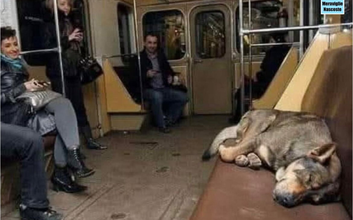 Frenkie_Woody's tweet image. Degli scienziati russi hanno studiato i cani randagi di Mosca 
 e la loro evoluzione dopo la caduta del comunismo.
Questi animali hanno mostrato una capacità di adattamento all’ambiente e alle nuove circostanze che a volte supera perfino quella degli esseri umani. 
Una delle…