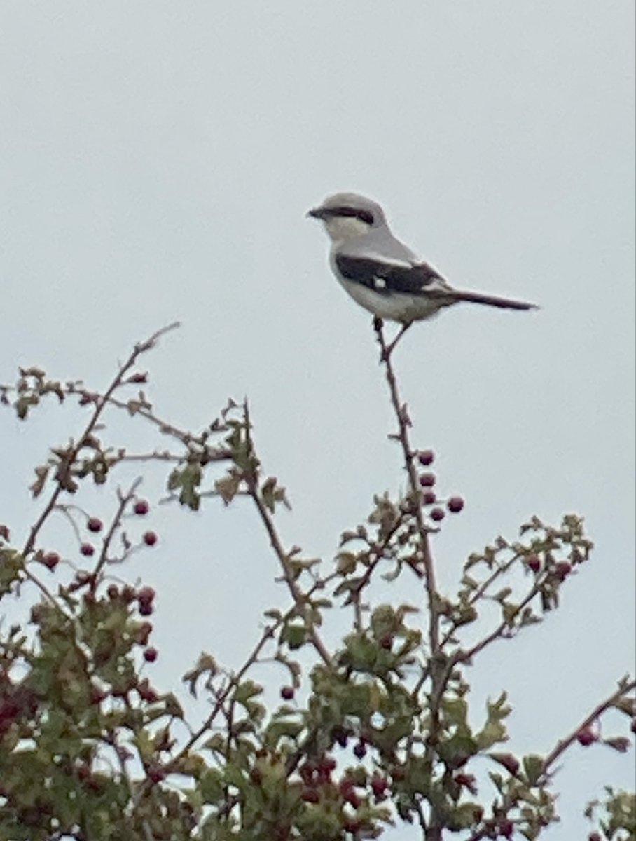 Cracking scope views of the Great grey Shrike at Worth marshes this morning 😊