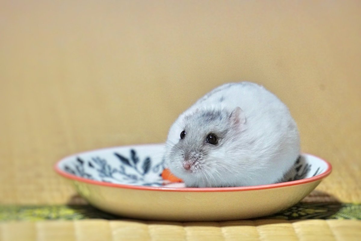 べーーやん (@hamuhamustar924) / Posts / X