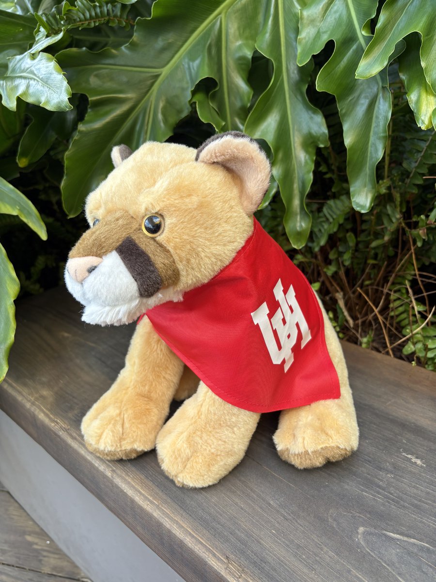 Stop by the Houston Zoo to visit our mascots, Shasta and Louie this Homecoming week! Snap a pic, give Shasta a virtual boop on the nose &amp; tag us! You can also adopt a Shasta plush, w/ proceeds helping care for our beloved Cougars at the zoo. ❤️ bit.ly/4nSOk0J
#GoCoogs