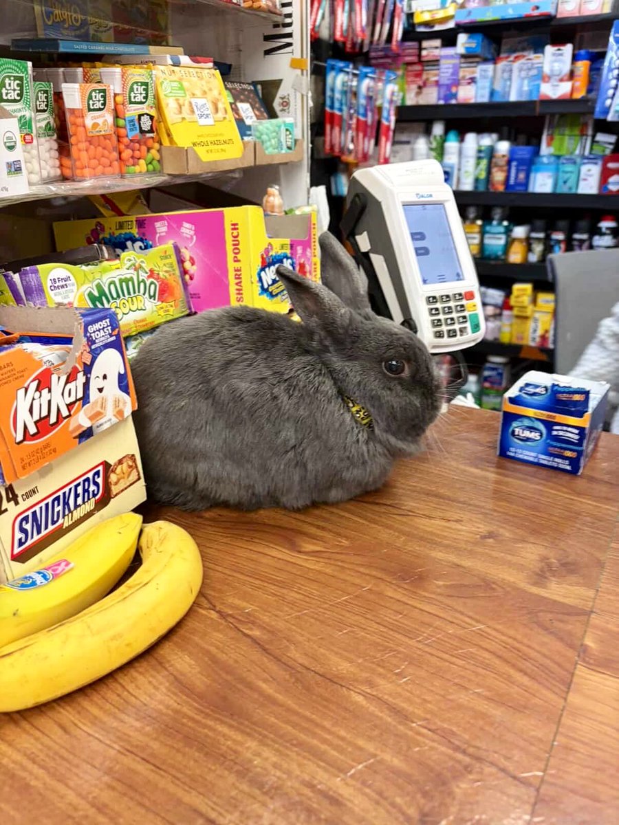 Bodegacats_'s tweet image. 