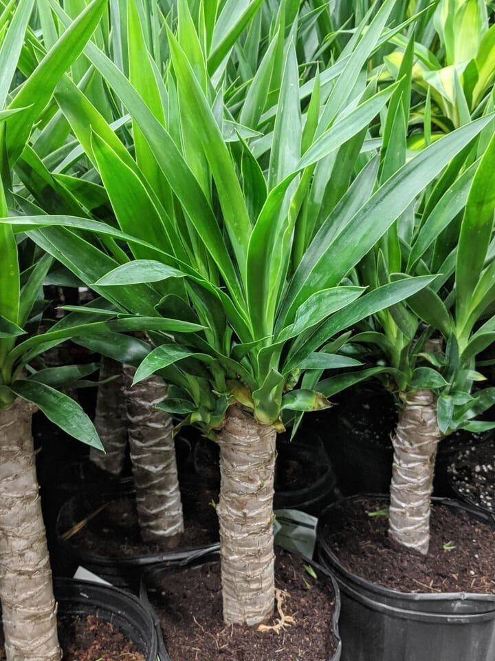 OmaimaArch's tweet image. 🌿 نباتات مثالية للمداخل والارتدادات
إذا حاب تضيف لمسة خضراء أمام مدخل البيت أو في الارتداد، بدون تعب أو ري مستمر 👇
اختر نباتات تتحمل الحرارة وتحتاج ري متوسط، مثل نبات اليوكا 🌵
أنسب خيار للمراكن الكبيرة، شكلها أنيق وتتحمل الشمس والظل معًا.
#تنسيق_حدائق #ديكور_خارجي #نباتات