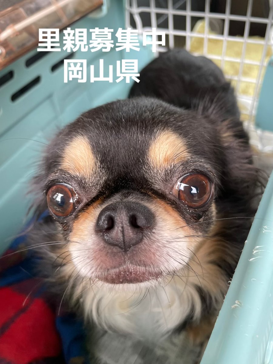 里親募集中‼️
アメちゃん🐾
チワワ３歳の女の子🐶

#里親募集中#岡山県#チワワ#犬#小型犬#保護犬#殺処分ゼロ