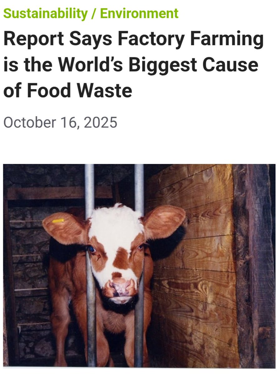 For All The Cows tweet media