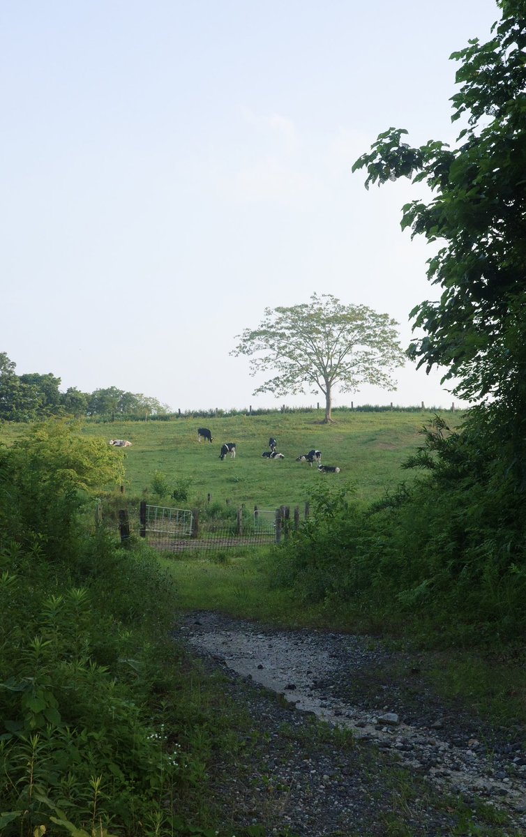 やったね！みんなー🐄