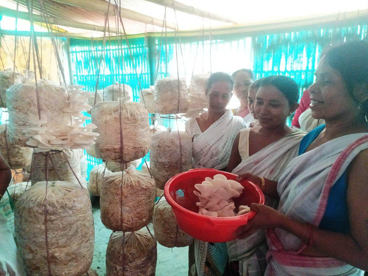 AusCGKolkata's tweet image. This #WorldFoodDay we celebrate🌏collaboration for a food-secure future 🌽. 🇦🇺’s #DirectAidProgram works🫱in🫲with 🇮🇳 partners to support training in agriculture. In Assam, women are gaining skills in mushroom🍄cultivation, enhancing livelihoods &amp;amp; promoting sustainable farming.