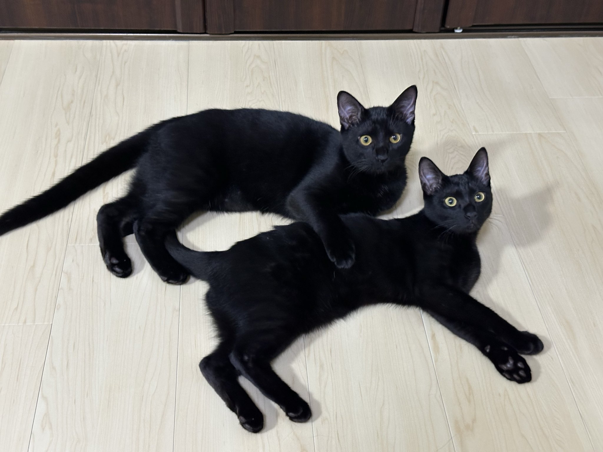 黒猫 2025年発売予定】ナイキ エアフォース 1 ロー 