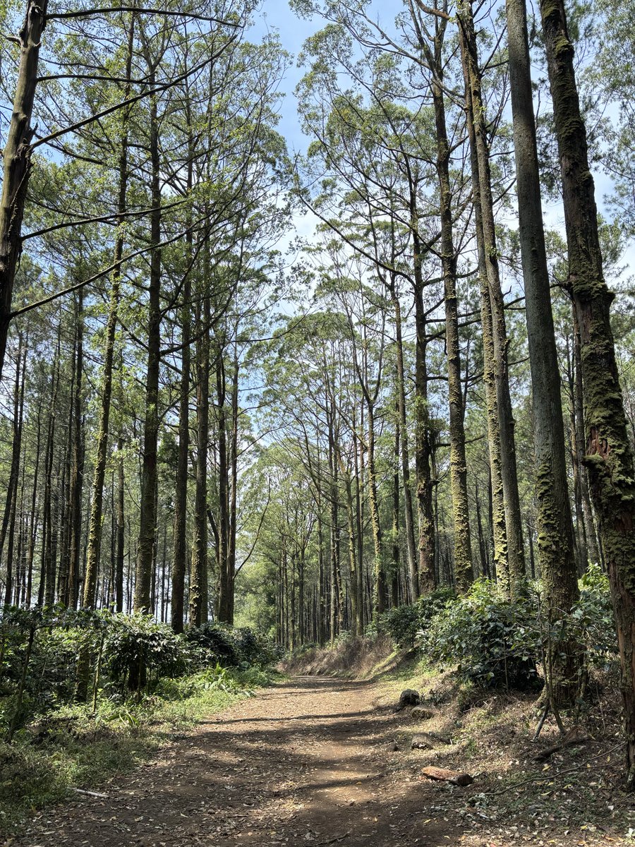 basotebu's tweet image. malang is a verb