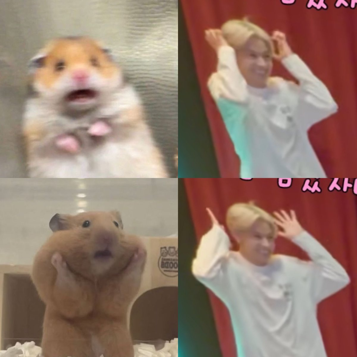 hamster heeseung : UNLOCKED !