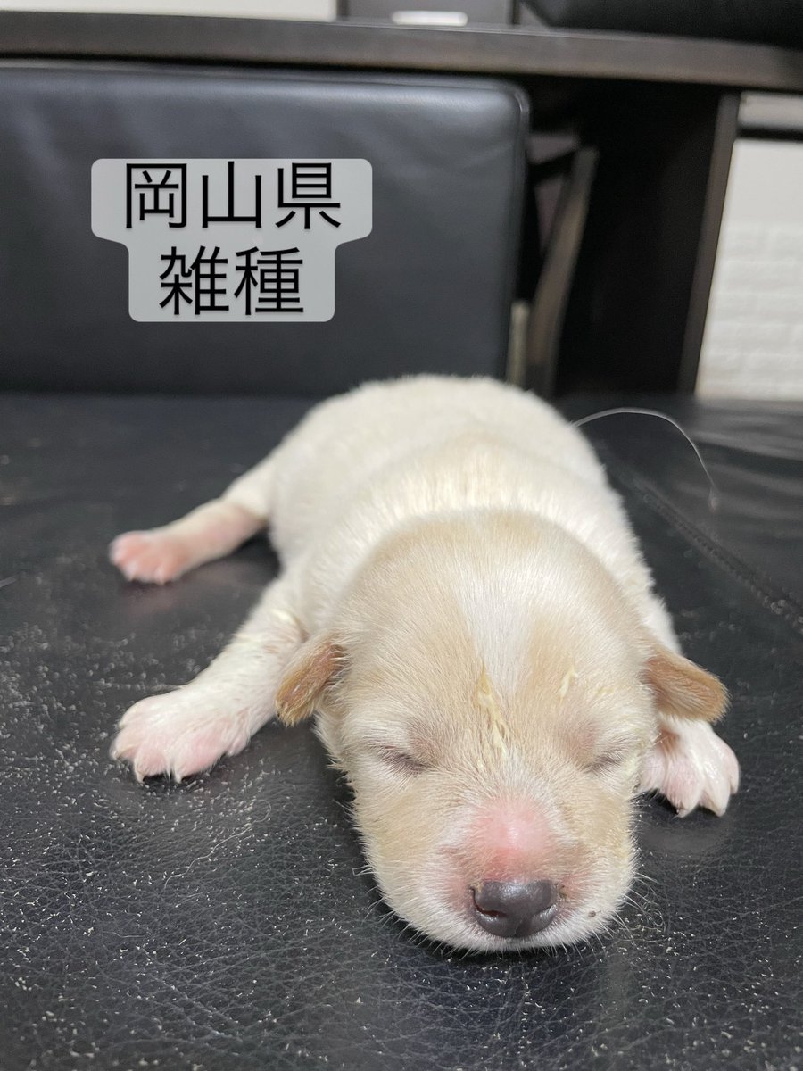フクくん🐾
まだ目👀の開いてない
推定1週間くらいの
赤ちゃん👶
1匹だけ保護されました🐶

#岡山県#雑種#保護犬#仔犬#殺処分ゼロ