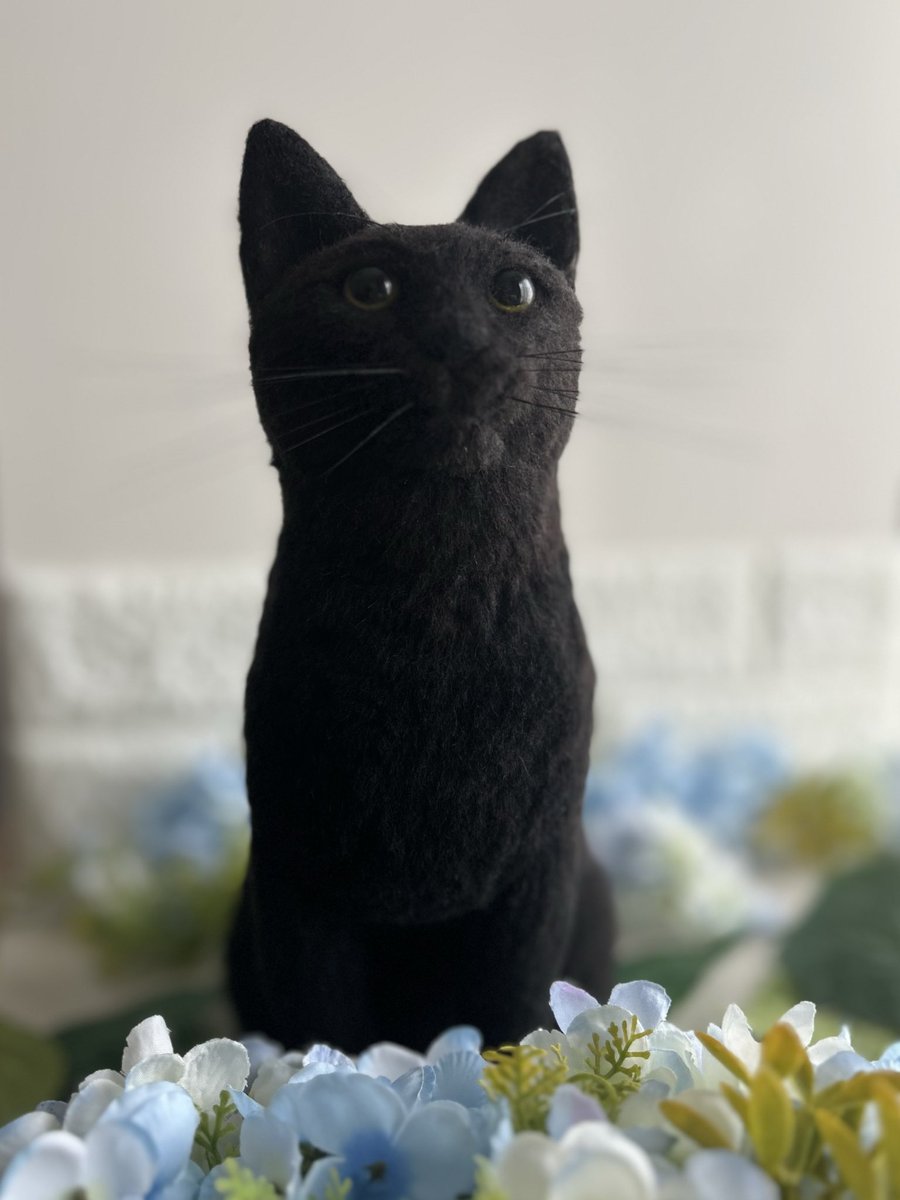 hapicro_feltcat's tweet photo. 写真難しい🫠

当分の間、おとなしく
シンプルな背景で練習します https://t.co/2CLPaUnjvA