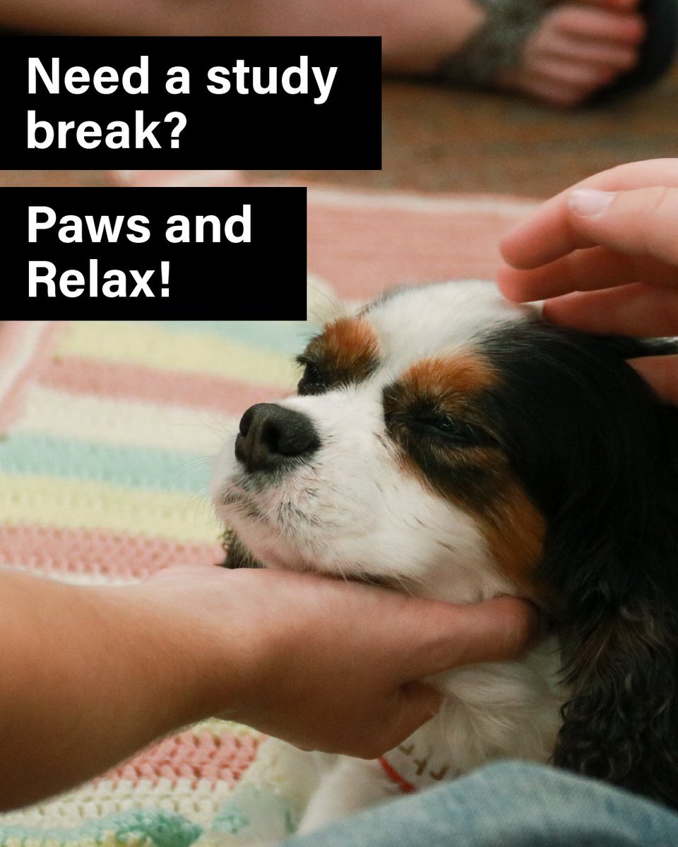 PurdueLibraries's tweet image. Need a study break? 🐾 Join us for Dog Days at Purdue Libraries tomorrow, Friday, October 17, 10:00 AM–12:00 PM in Hicks Library!! Pet certified therapy dogs & relax.
Waiver required. Drop in anytime!