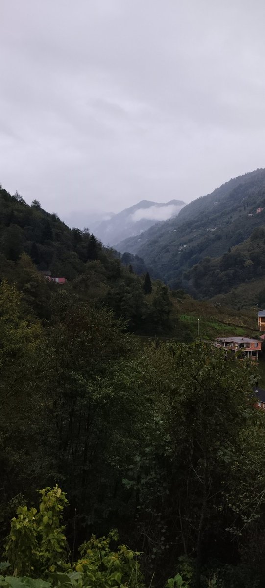 Zavzaga/Araklı 🌿🌿🌿