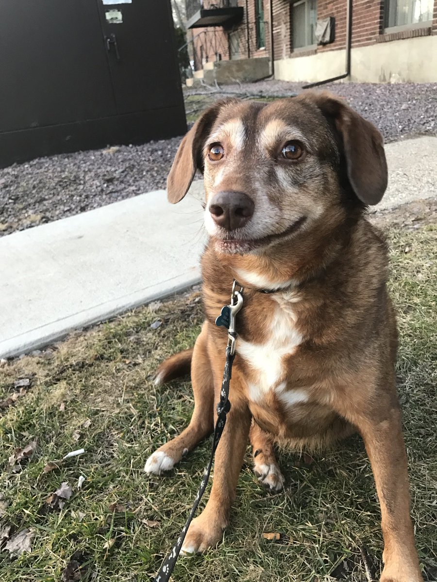 From the vaults. Thank you all for the support on her anniversary. #dogsoftwitter #katethedog #rainbowbridge #imissyou