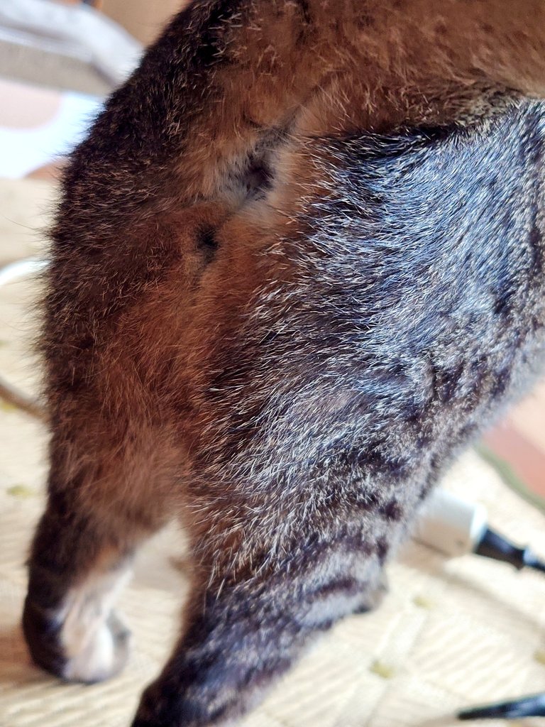 Cat_symfony's tweet image. 「信頼の証」というのを
しっているからこそ
愛おしくてたまらないよ…

#オシアナ倶楽部 #猫かわいいね