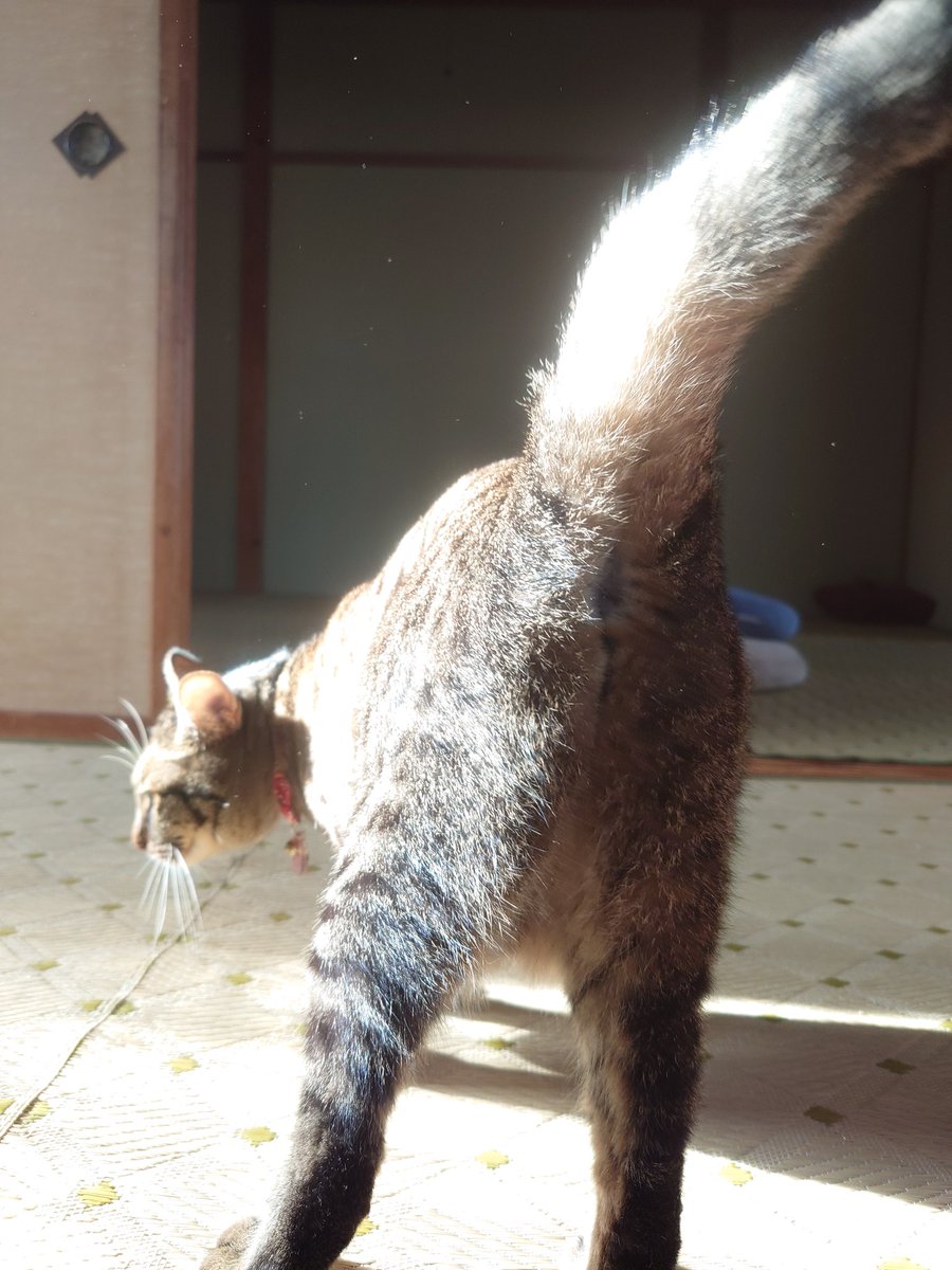 Cat_symfony's tweet image. 「信頼の証」というのを
しっているからこそ
愛おしくてたまらないよ…

#オシアナ倶楽部 #猫かわいいね