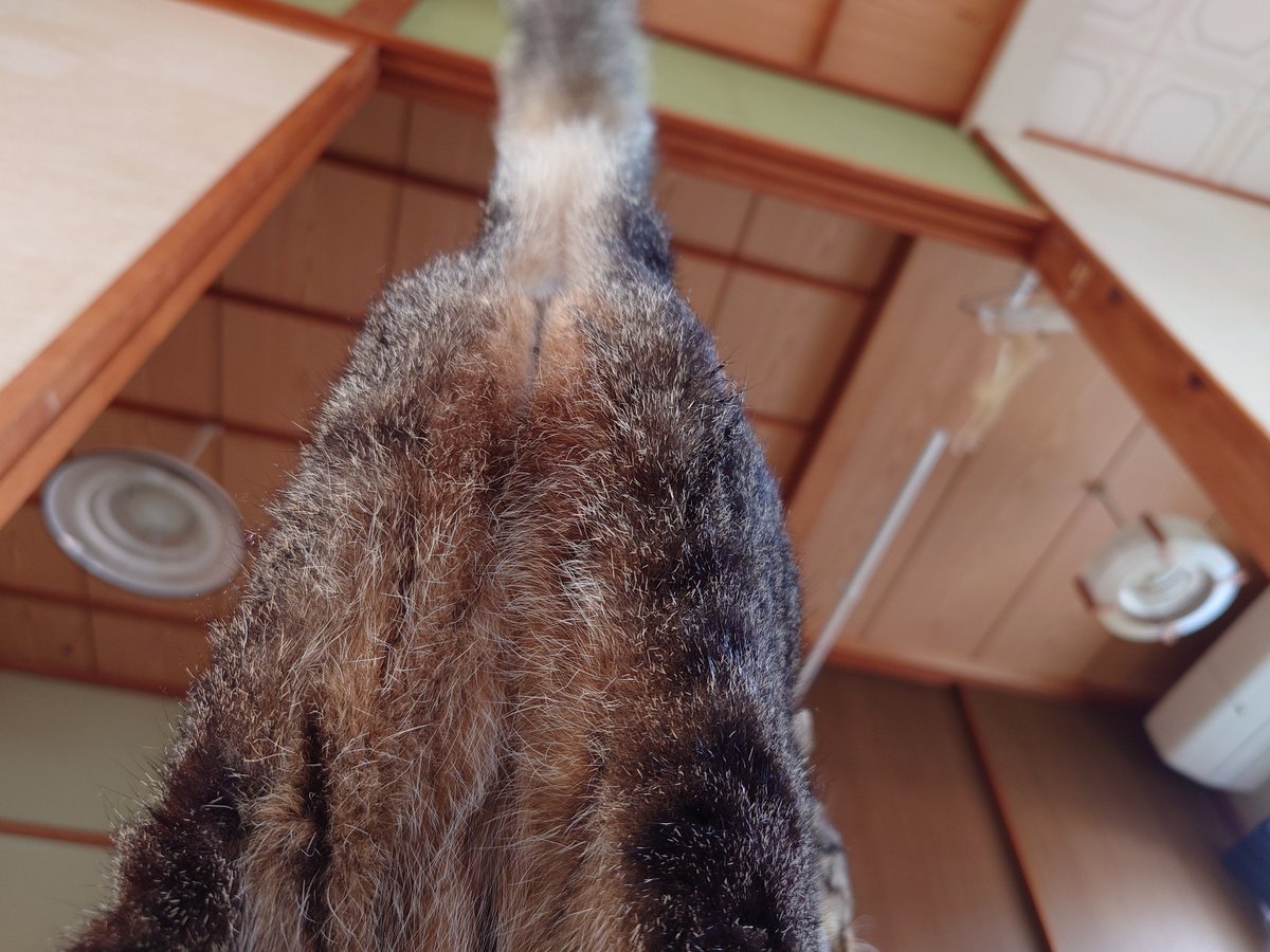 Cat_symfony's tweet image. 「信頼の証」というのを
しっているからこそ
愛おしくてたまらないよ…

#オシアナ倶楽部 #猫かわいいね