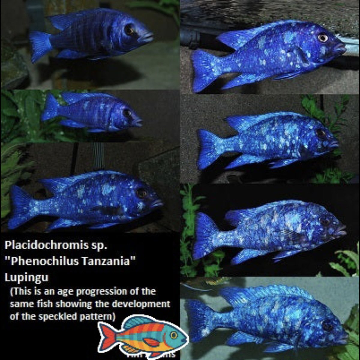 FintasticFishCo's tweet photo. These Star Sapphire Cichlids don’t even look real 😳
They shimmer like living gems — and they’re one of the most stunning fish from Lake Malawi.

They’ve been trending lately, so grab yours before they’re gone 🐠💎
🔗 https://t.co/X3R52c3sQH https://t.co/MDJ8z3hnYf