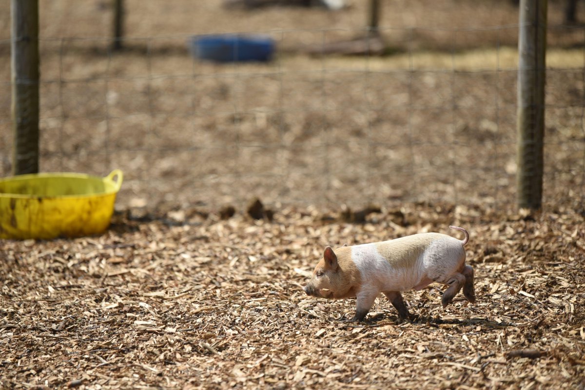 kewlittlepigsuk's tweet image. 🐷 Piglets in peril!
Our newest babies need your help so that they can play outdoors once the mud starts! 
🌲 Can you donate wood chip?
📧 marketing@kewlittlepigs.com
#PigletsInPeril #SupportLocalFarms