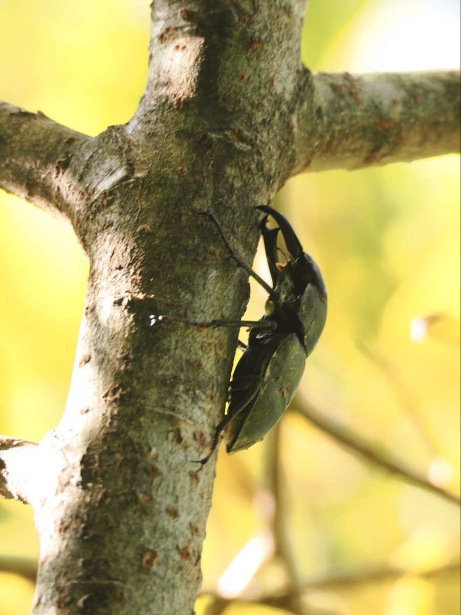 weaponshouwa's tweet image. 夕方に若いヤナギを登って来た、土付きの大きなヒメオオクワガタ。
蛹化時に蛹室が崩れたか狭かったかで、上翅に凹みが。