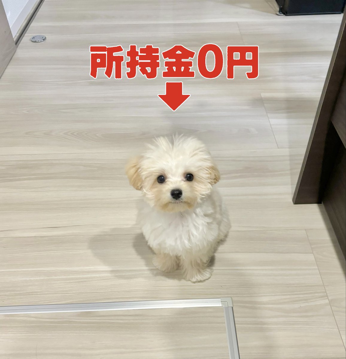 マルプーのぽてと (@potato_maltipoo) on Twitter photo 