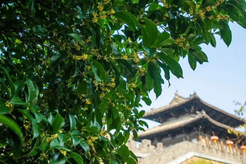 JiangsuNow's tweet image. Built over 100 years ago in Qing Dynasty, the He Garden in #Yangzhou is a gem of Chinese classical gardens. 
With magnolia in spring and osmanthus in autumn…the ancient garden shows its charm in different season as it is adorned by various flowers. #AncientChineseArchitecture…