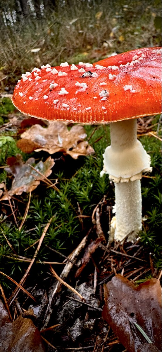 #gardlopen #running🏃‍♂️amazing forest😊