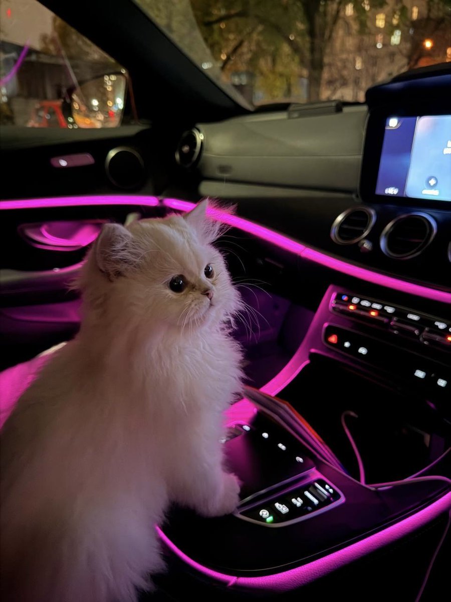 A$AP NI🅱️🅱️OR tweet media