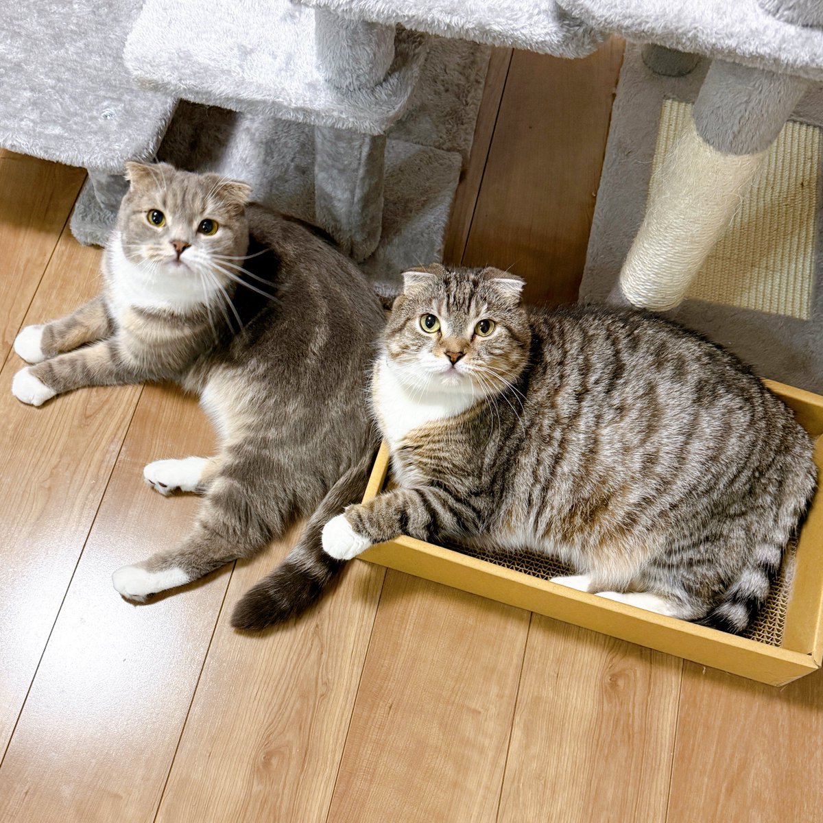 仲良しな2人🐱❤️🐱