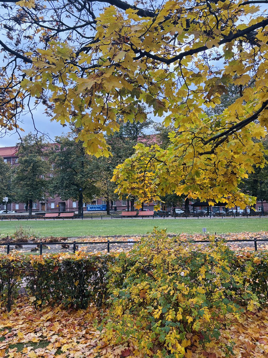 テンペリアウキオ教会に来ました。観光客が少なく落ち着いて見学できました。上に登ってみましたがこんな素敵な教会が潜んでるなんて想像もつかないです。ヘルシンキも黄葉真っ盛り。
#旅レポ #フィンランド