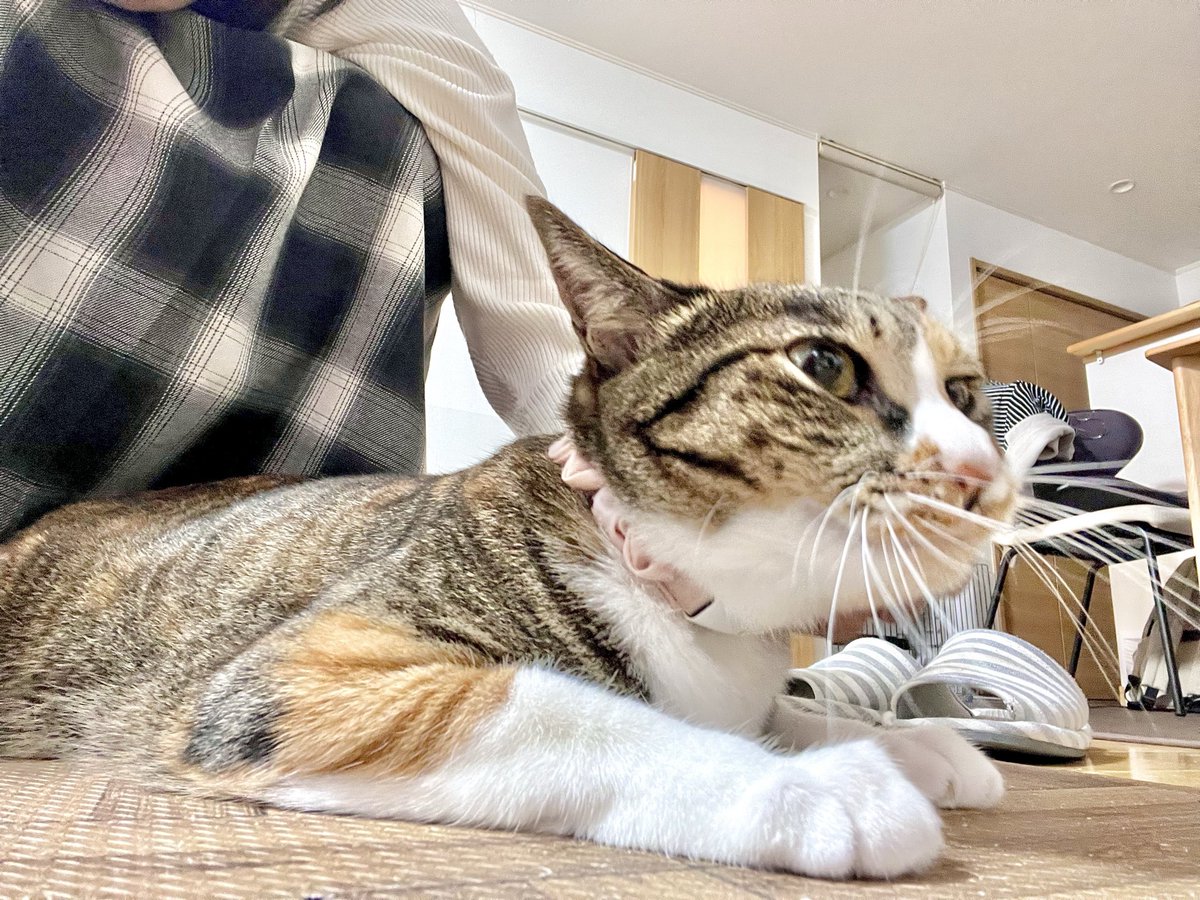 NANA猫ページ nana@低浮上 (@nana85771277) / Posts / X