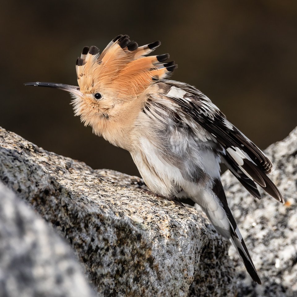 AlexCarlisle01's tweet photo. I was very happy to achieve this shot to showcase the outstanding feathered finery of such an amazing bird. Hoopoe on St Agnes, Isles of Scilly a few days ago. https://t.co/7xPBppYlfR