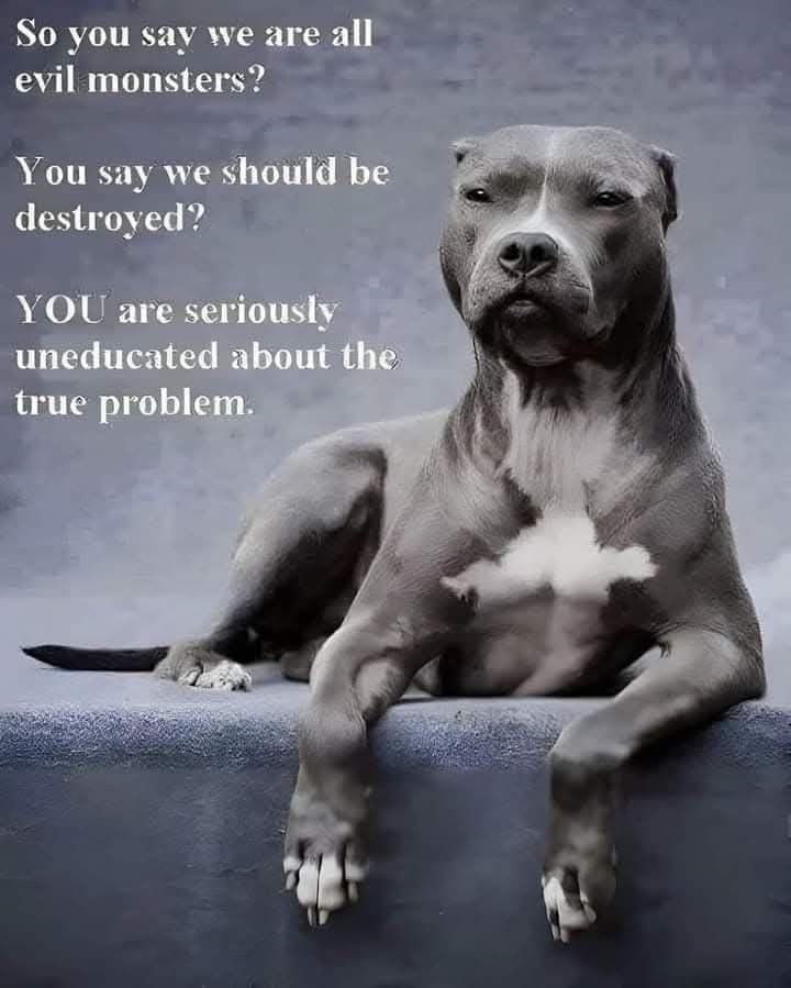 Pit Bulls Against Discrimination (@pitbullsad) on Twitter photo  Pit Bulls Against Discrimination (@pitbullsad) on Twitter photo